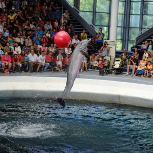 Dolphinarium in Varna