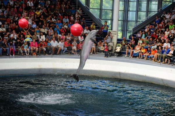 Dolphinarium in Varna