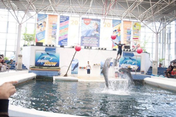 Dolphinarium in Varna - Image 5