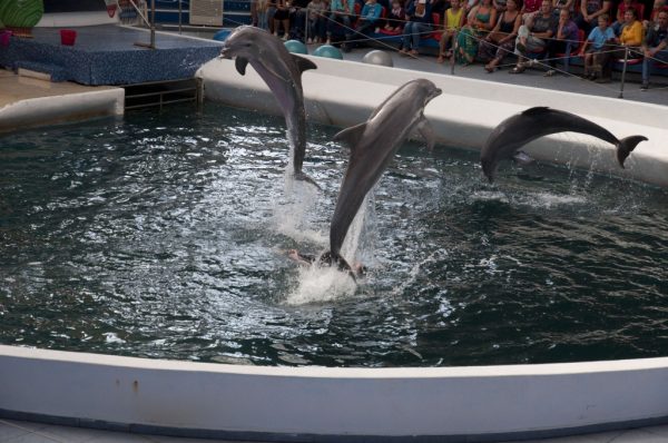 Dolphinarium in Varna - Image 2