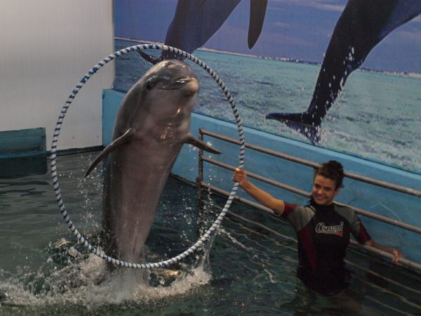 Dolphinarium in Varna - Image 3