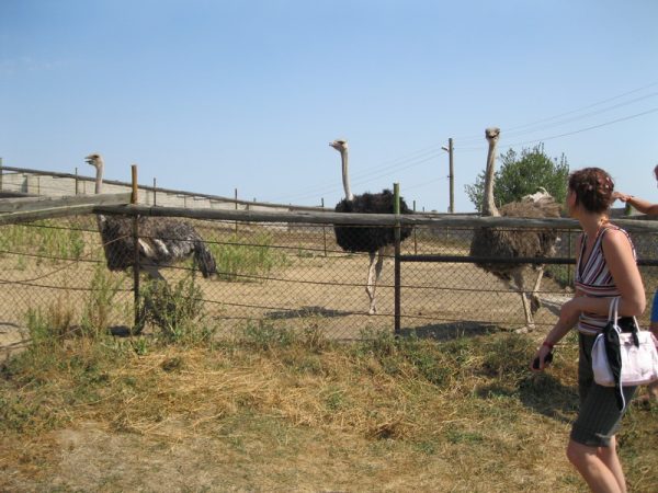 The Different Safari - Image 3