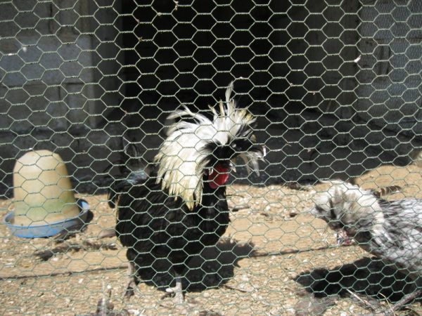 The Different Safari - Image 4