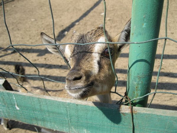 The Different Safari - Image 5