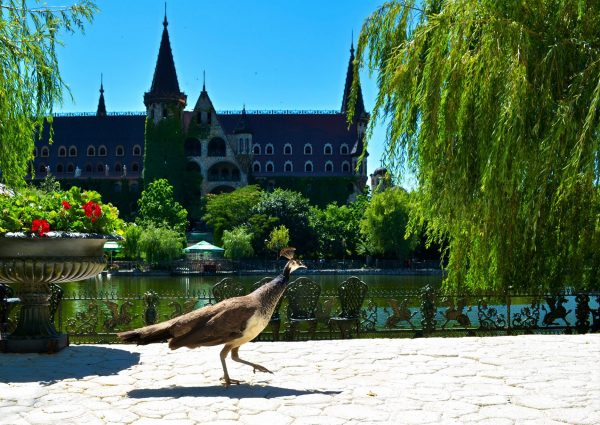 The Castle of Ravadinovo - Image 6